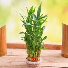 Lucky Bamboo - 3 Layer Luck Plant 4