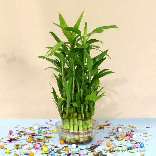 Lucky Bamboo - 3 Layer Luck Plant